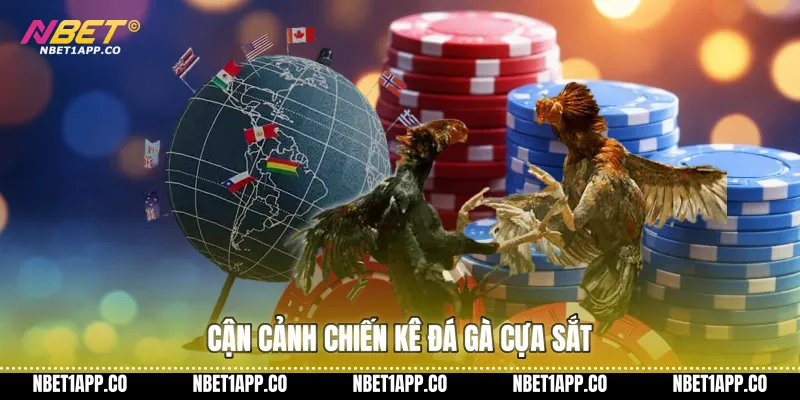Cận cảnh chiến kê đá gà cựa sắt