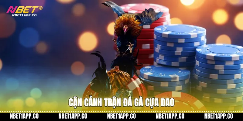 Cận cảnh trận đá gà cựa dao