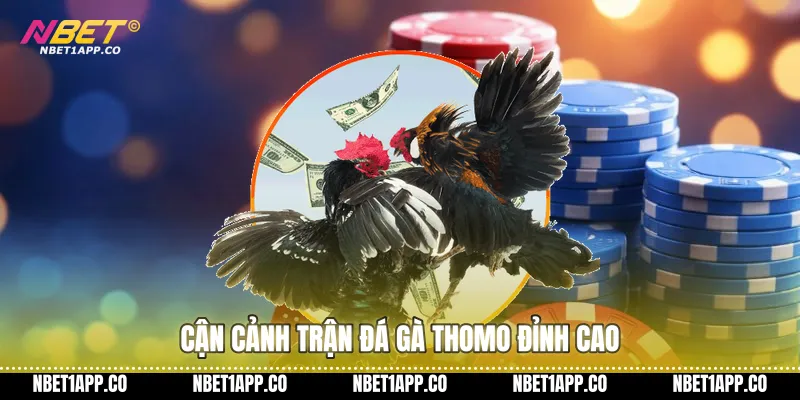 Cận cảnh trận đá gà thomo đỉnh cao