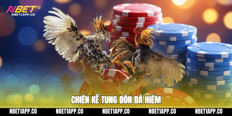Chiến kê tung đòn đá hiểm