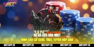 da ga cua dao nbet dinh cao ca cuoc truc tuyen hap dan 01