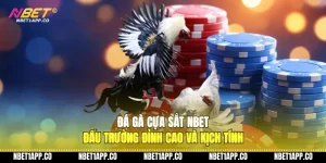 da ga cua sat nbet dau truong dinh cao va kich tinh 01