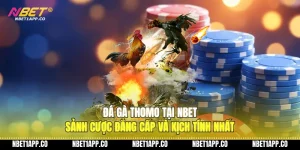 da ga thomo tai nbet sanh cuoc dang cap va kich tinh nhat 01