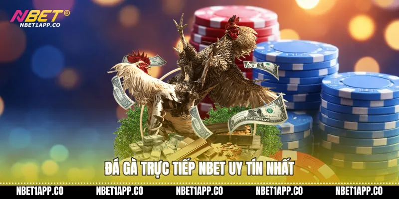 Đá gà trực tiếp NBET uy tín nhất